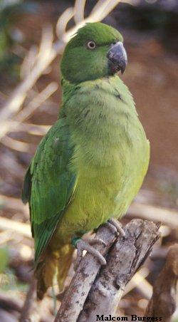 Echo parakeet Echo parakeet